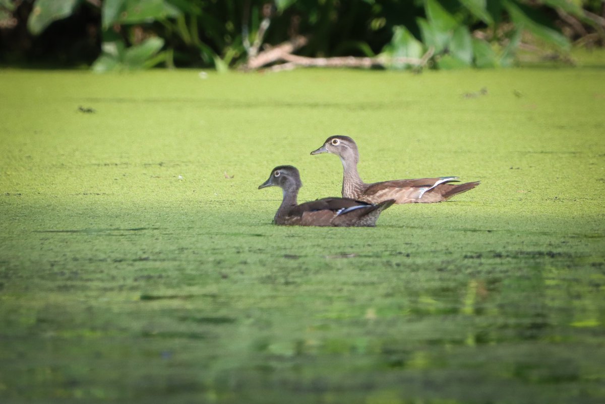 A pair of Wood Ducks for #TwosDay #birds #birding #birdphotography #BirdsOfTwitter