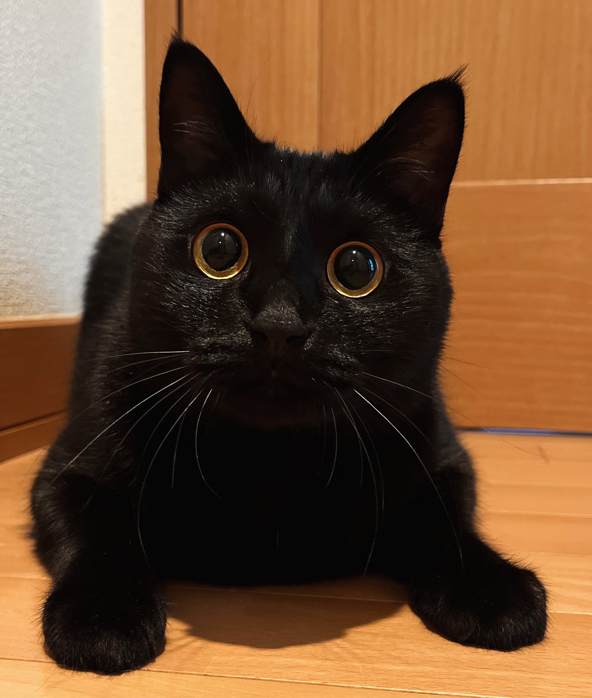 黒猫 30センチ ja:carp14 on X: 