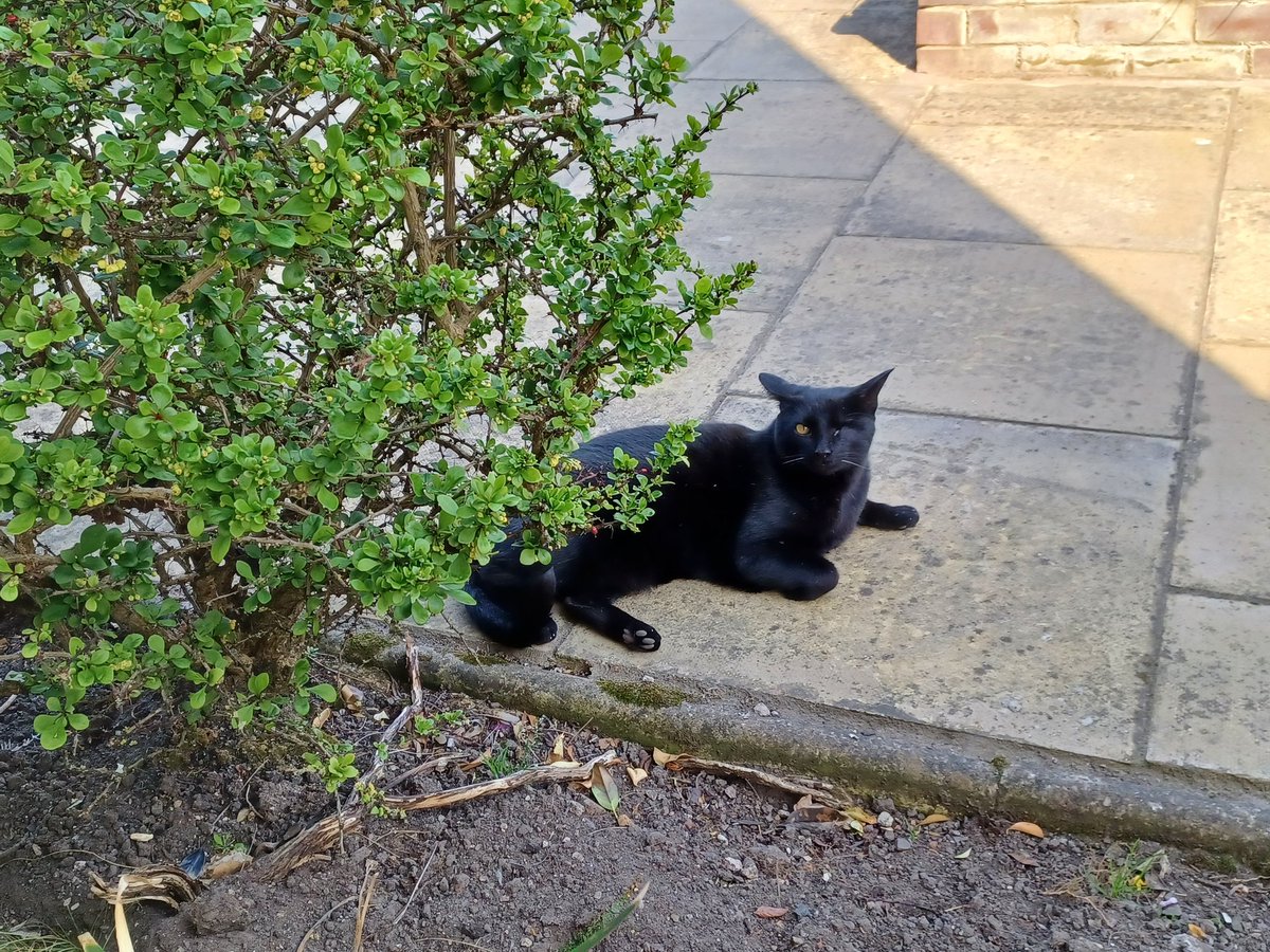 I'm off out, Twitter chums, before they sound that pesky fire alarm, again. It's soooo loud! I'm keeping a safe distance. #CatsOfTwitter 🙉🙀🐈‍⬛