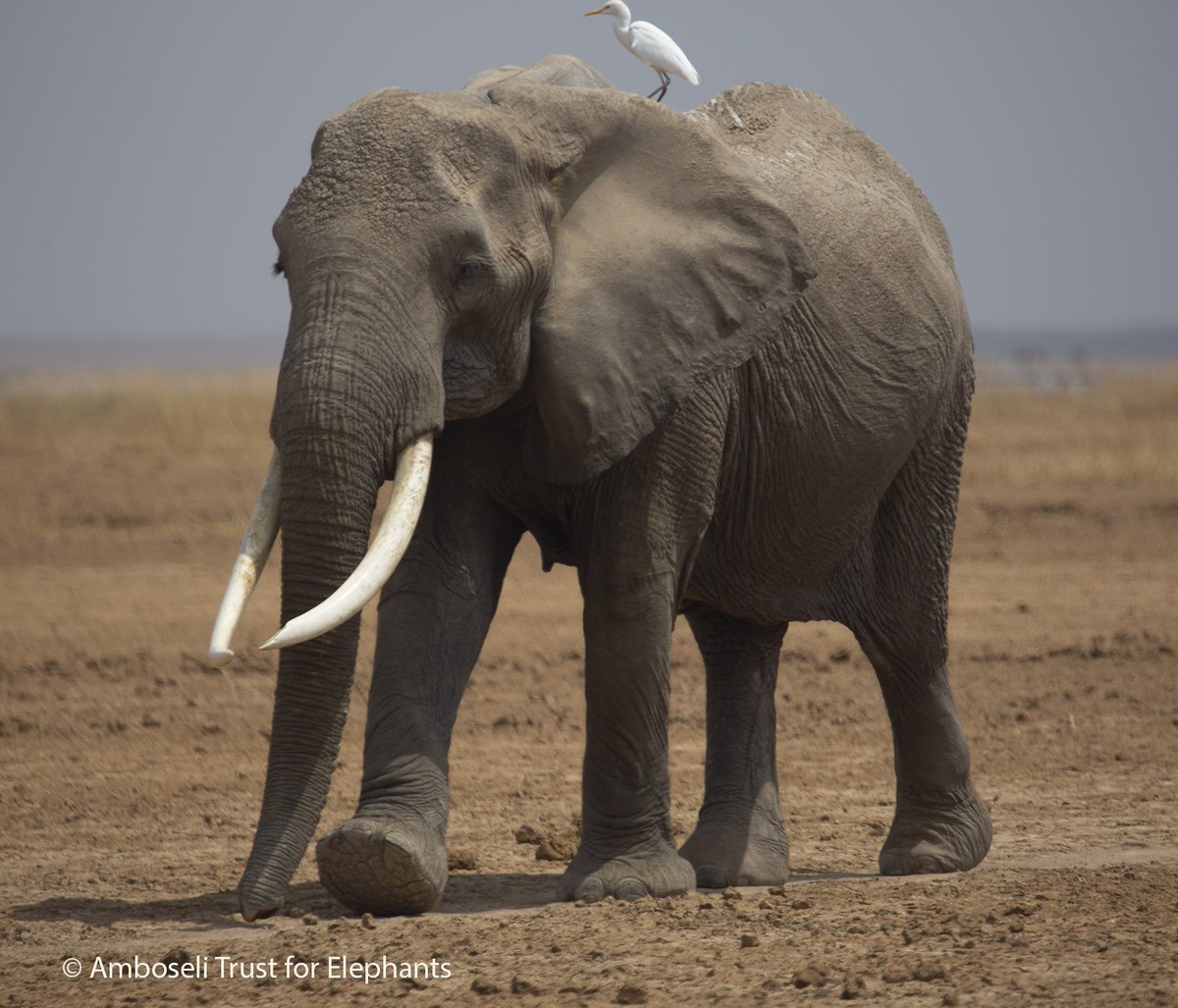 ElephantTrust's tweet image. Keira, 55, leads the larger group of the KA family. She has raised 7 living offspring, supported by the wisdom and strength of her family network. Elephants need one another to thrive - and we work to ensure they do so in safe, well-managed landscapes. #AmboseliElephants