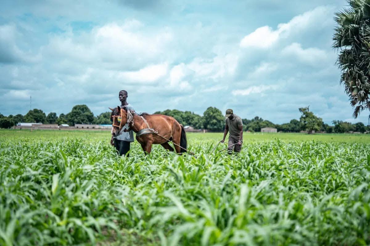 Le couple Présidentiel, Marie Khone et <a href="/PR_Diomaye/">Bassirou Diomaye Faye</a> , incarne avec dignité et fierté l’héritage du peuple sérère. Par leur parcours et leur engagement, ils symbolisent la noblesse, la force et les valeurs d’une communauté qui a toujours marqué l’histoire du Sénégal
<a href="/PR_Senegal/">Présidence Sénégal</a>