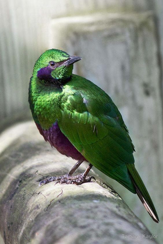 sweet Bird's (@96317abbas) on Twitter photo 