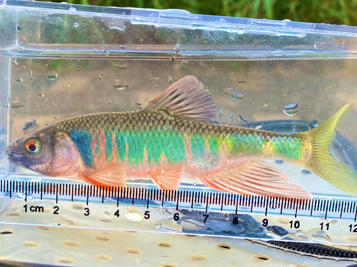 道路の脇の水路に魚が泳いでいたからまさか釣れないだろうと思って竿を出したら超婚姻色様が！
#オイカワ　#川釣り