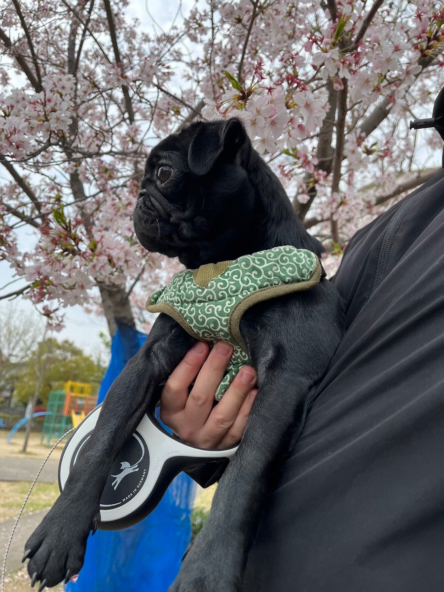 明日で、黒パグのきなこが亡くなって1ヶ月。あっという間の喪失感でいっぱいの毎日でした。ふとした瞬間に悲しみで涙が出ることも。

しかし水頭症でもう苦しむこともなく、精一杯1歳まで生きてくれたきなこの遺骨に声をかけて今日も手を合わせます。お空から見守っていてね。

#パグ 
#虹の橋組