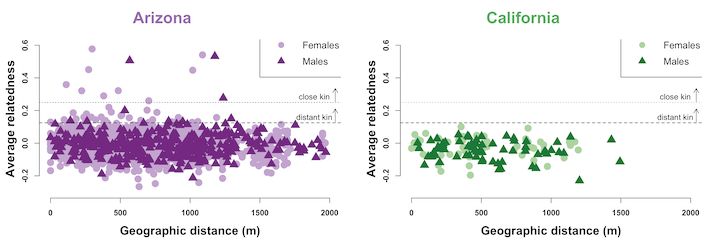 Now published in Peer Community Journal, #ecology section: Reduced levels of relatedness indicate that great-tailed grackles disperse further at the edge of their range 
buff.ly/18jCSvt