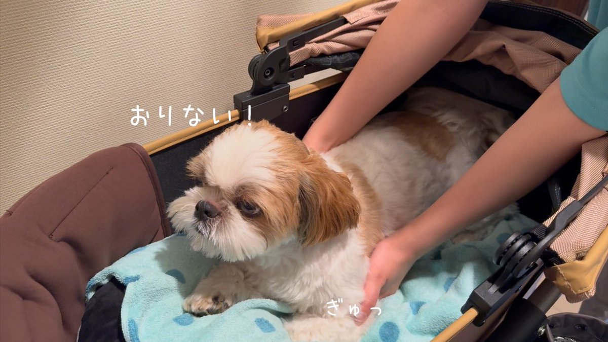 fukuchannel1201's tweet photo. 【シーズー】お盆玉あげたらお家に帰ってきてくれなくなりましたw w w【犬Vlog】 
👉https://t.co/i7rRaWUH9M @YouTubeより
#シーズー https://t.co/lozA7Iwz5F