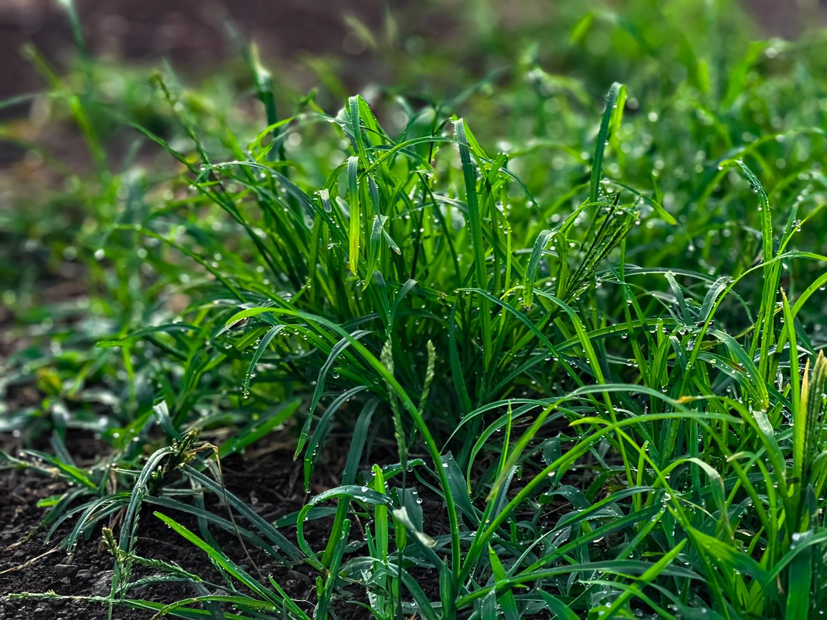 oysm1's tweet photo. Dew notes burst; a fresh-green morning begins at the speed of first love. โ โWakakusa no Koro ~ A Fantastic Moment ~,โ inspired by Kahimi Karie
#WakakusaNoKoro #AFantasticMoment #KahimiKarie #OyasumiIchiro #Photography #MorningDew #FreshGreen #Meadow #Bokeh #NaturePhotography #LandscapePhotography