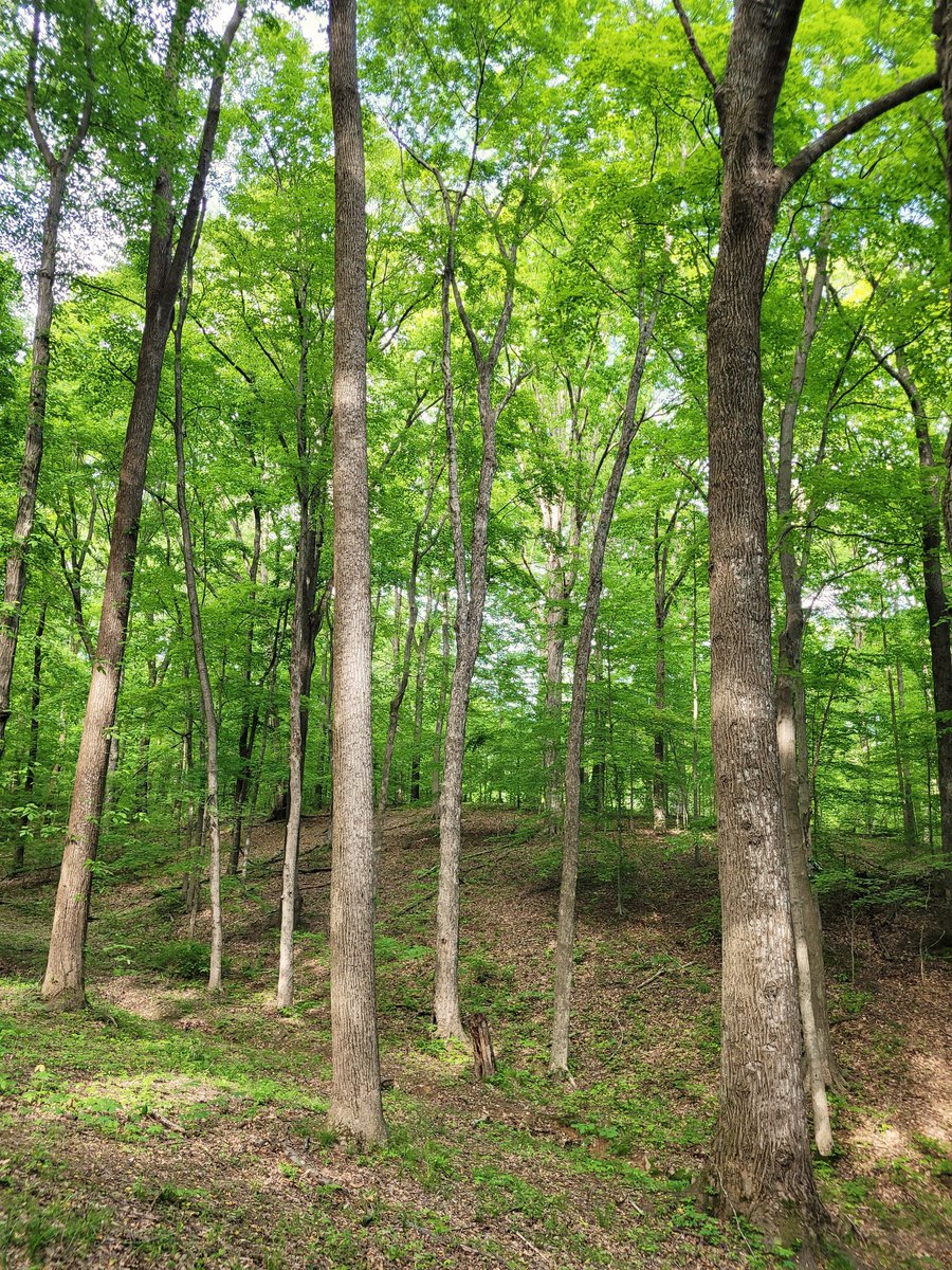 Happy #thicktrunktuesday...
#myfarm