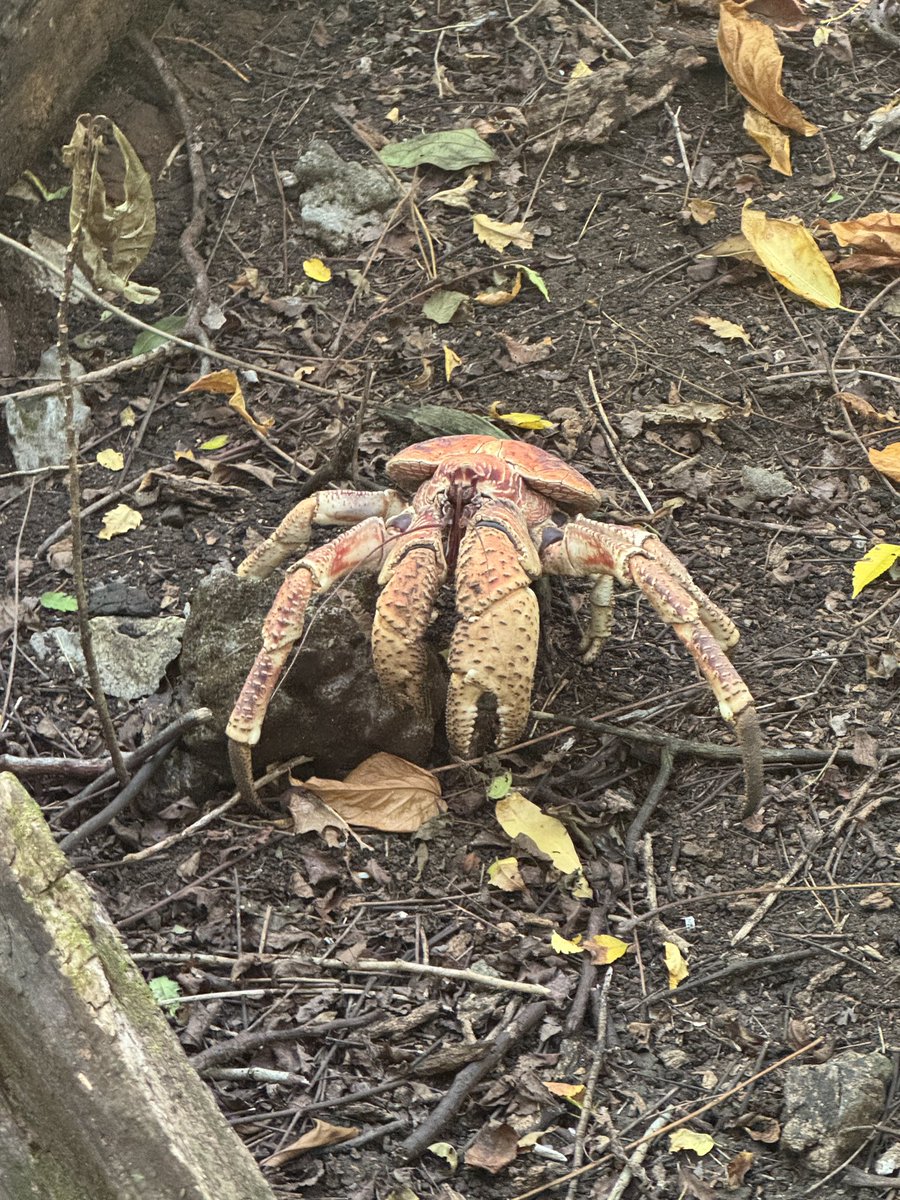 Saw some robber crabs on our hike today on Christmas Island - so majestic!