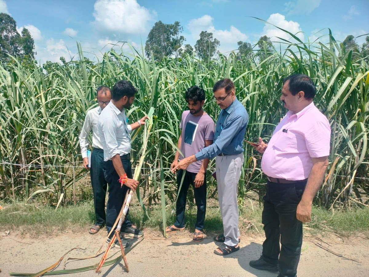 District Cane Officer Amroha (@dcoamroha) on Twitter photo अमरोहा जनपद में आज दिनांक 19 अगस्त 2025 को गन्ना विकास परिषद चंदनपुर के ग्राम जायतोली, गंगवार, बांस का कला तथा फरोंटा में रोग से प्रभावित गन्ने के प्लाटों का ज्येष्ठ गन्ना विकास निरीक्षक चंदनपुर द्वारा स्थलीय निरीक्षण किया गया
<a href="/UPCane/">Cane Development UP</a> <a href="/SamitiJ/">Additional Cane Commissioner, U.P.</a> <a href="/dyccmbd/">dyccmbd</a> अमरोहा जनपद में आज दिनांक 19 अगस्त 2025 को गन्ना विकास परिषद चंदनपुर के ग्राम जायतोली, गंगवार, बांस का कला तथा फरोंटा में रोग से प्रभावित गन्ने के प्लाटों का ज्येष्ठ गन्ना विकास निरीक्षक चंदनपुर द्वारा स्थलीय निरीक्षण किया गया
<a href="/UPCane/">Cane Development UP</a> <a href="/SamitiJ/">Additional Cane Commissioner, U.P.</a> <a href="/dyccmbd/">dyccmbd</a>