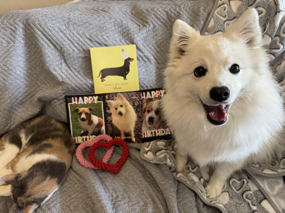 I (Lovely Luna) am 5 years old today, but I’m still a puppy at heart. 🎈Thanks for my lovely gifts <a href="/Ted1Inquisitive/">Teddy</a> and Darling Darcie, and all these cards too <a href="/parsleysmum/">Ollie the Pappy & Cleo Kitty</a> <a href="/TashaSpunSugar/">Tasha🇨🇦</a> (the cat is real, not a stuffie 😂)