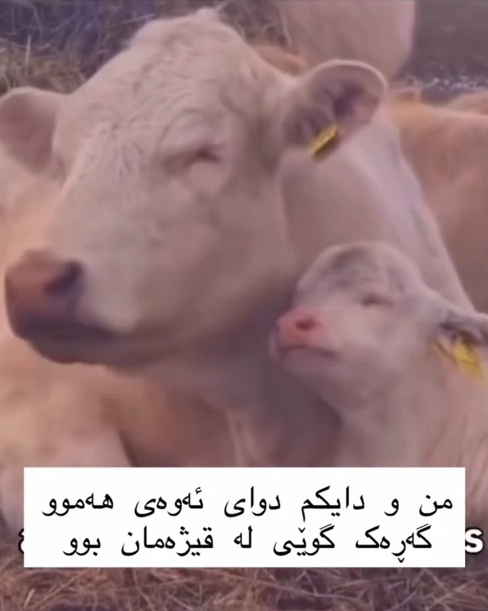 contextkurdish's tweet photo. https://t.co/BVmH3dG8Dz