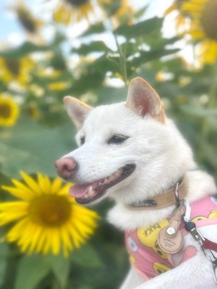 近所に咲いてたからひまわり見てきた♩♥