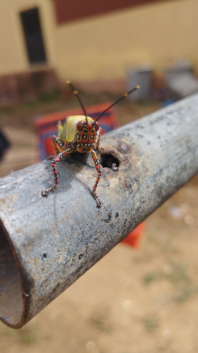 mini_maini_moi's tweet photo. I love taking pictures of insects https://t.co/HwGX19iZvQ