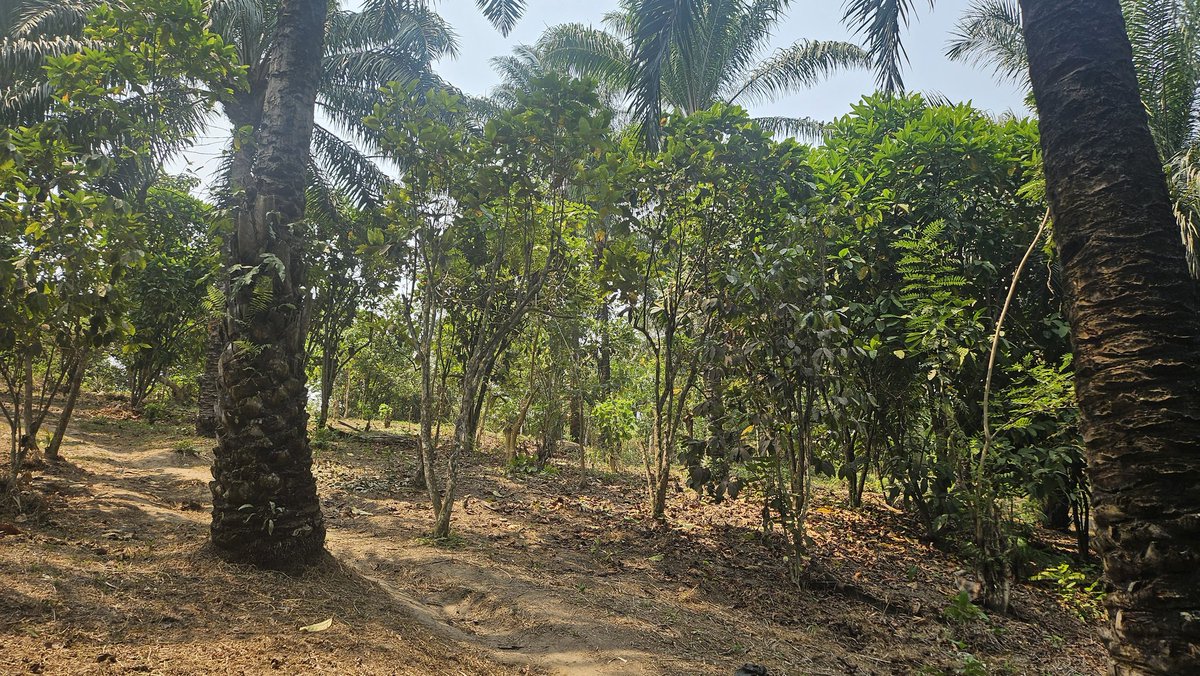 Le café congolais ❤️💛💙 😌 j'aime trop mon travail en fait 🫡