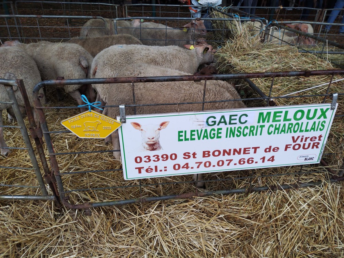 NievreCr's tweet image. #Decize foire aux reproducteurs ovins : Félicitations au GAEC Meloux qui remporte le 1er prix 👏