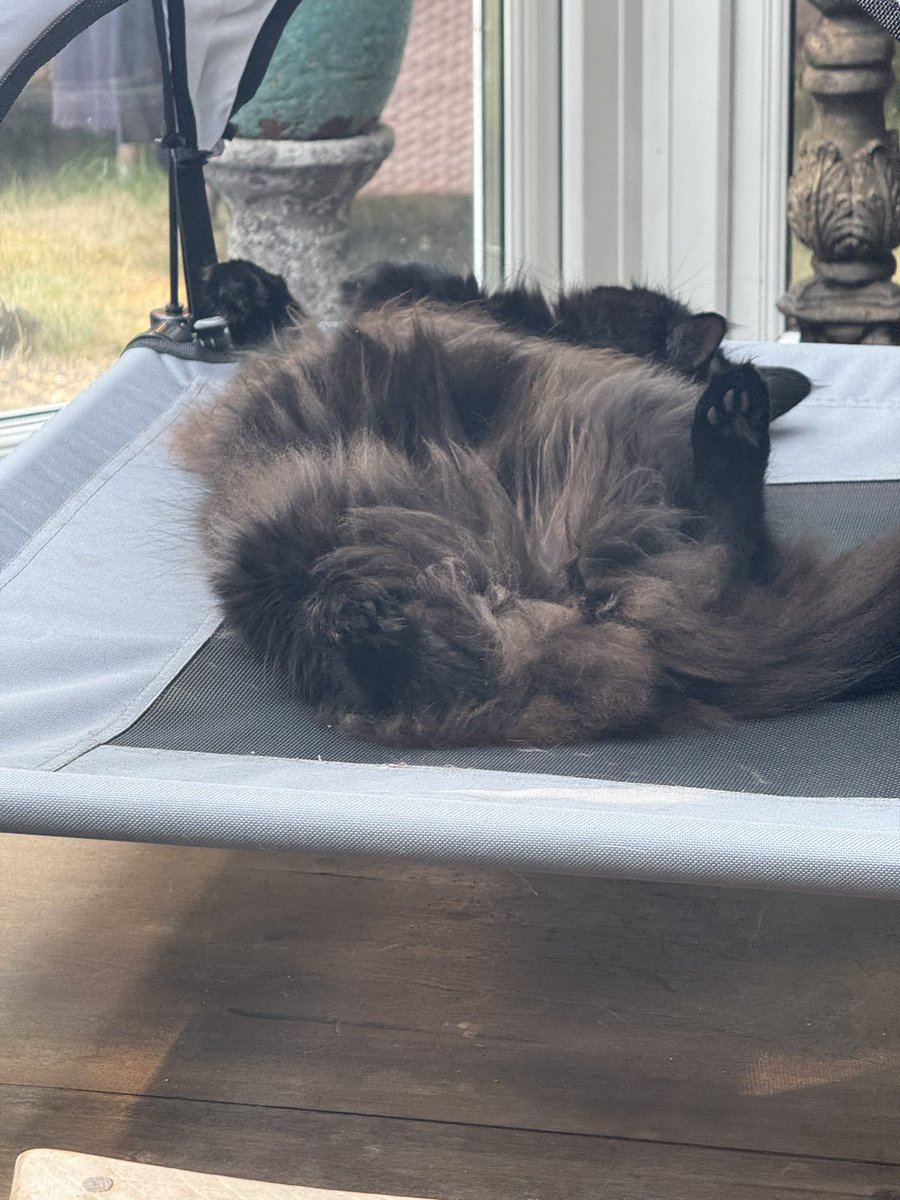 I’m not used to having a floofy cat. A new piece of essential equipment is a pair of silent bum hole shears. So that’s a job for the weekend.