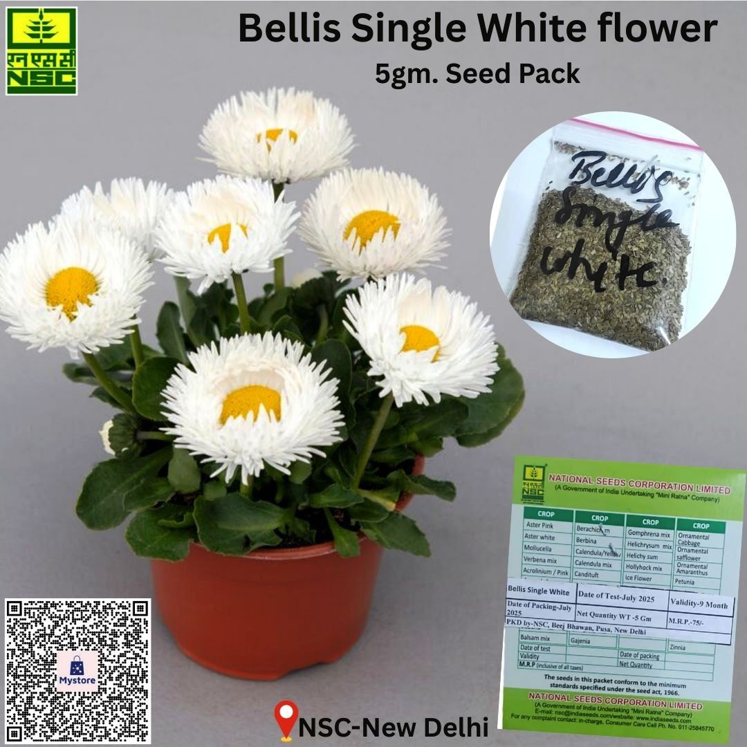 NSCLIMITED's tweet photo. Grow Bellis Single White flower in your garden &amp; balcony with best quality seed from NSC.

Order 5gm. seed pack from online store@ https://t.co/Pdx2IBUusS @ Rs.60/-only.

#NationalSeedsCorpLtd #FarmSona @AgriGoI @ChouhanShivraj @mpbhagirathbjp @mkaurdwivedi @ONDC_Official https://t.co/VVkOLqbP99
