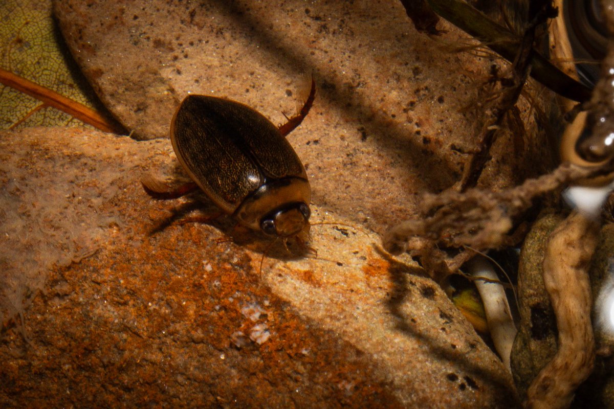 Hydaticus rhantoides
📷：Canon Eos 5D Mark III  
lens：EF24-70mm f/4L IS USM    

Date：2025.08.19

屏東の低標高山地で採集、雨後に形成された水たまりで採集した。
