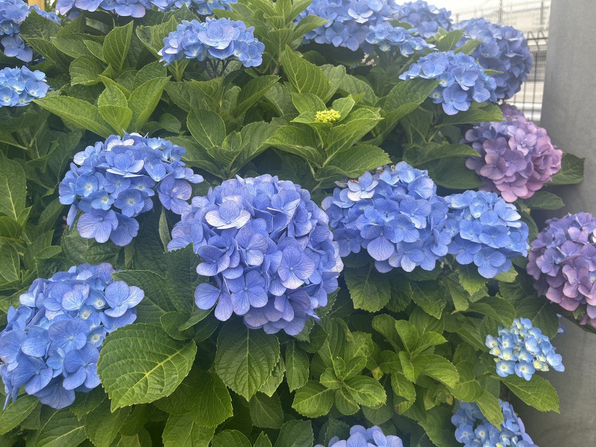 ananwksi's tweet photo. 夏🌻 https://t.co/D1k8WKHIVX