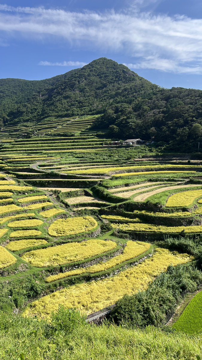 GunmaStudies's tweet photo. 群馬学センターです☀️☀️☀️

重要文化的景観「平戸島の文化的景観」にやって来ました❣️

ここは春日集落の棚田です。稲穂はたわわに実り、もう刈り取りが始まってます🌾🌾🌾

長崎県の重要文化的景観は、世界遺産「長崎と天草地方の潜伏キリシタン関連遺産」の国内法担保要件でもあります。 https://t.co/OA547o6GFg