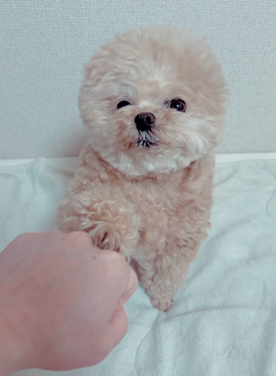 おかえり🤜🏻⋆͛🤛🏻🧸

#ポメプー