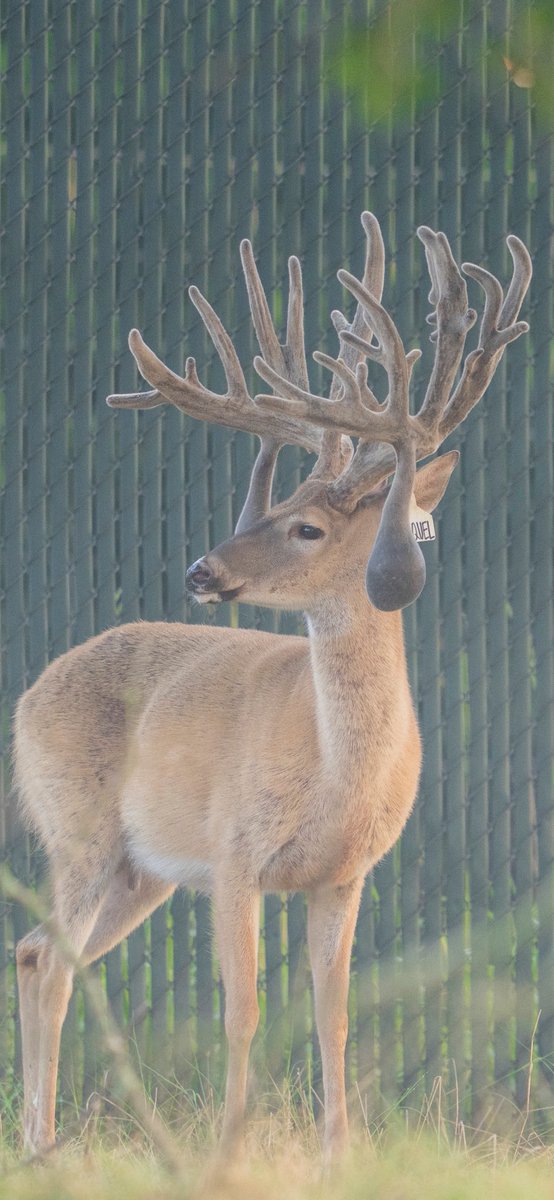 Big Rack Ranch tweet media