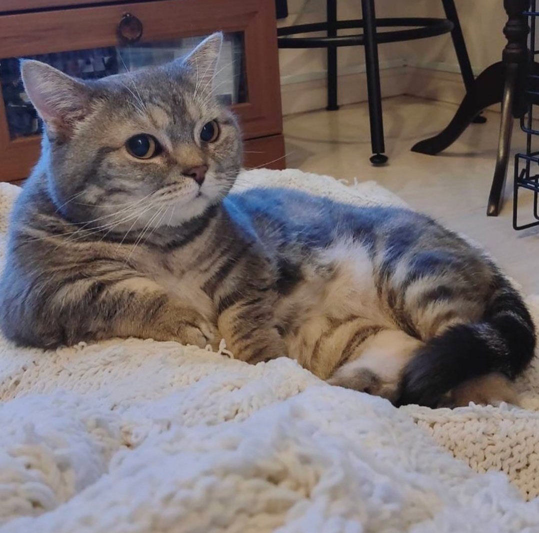 nocontextscats's tweet photo. silently judging https://t.co/I8NEPLzQHY