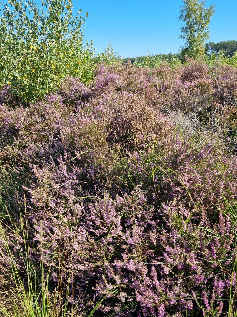 Joke1959's tweet photo. Spirituele #wandeltherapie in #Averbode. Vertrokken aan een nog lege lekdreef. Door bos, ven en heide. #wandelknooppunten https://t.co/3xkIijDTwG