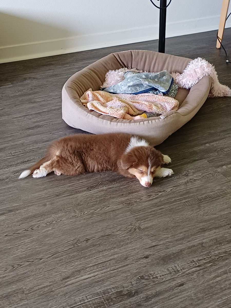 Peut être qu'il fait trop chaud dans le panier ?