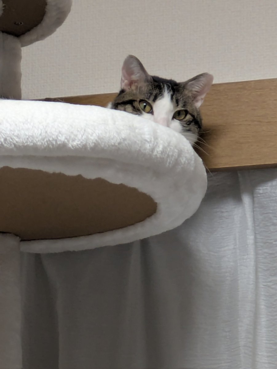 夕飯どうしよう?