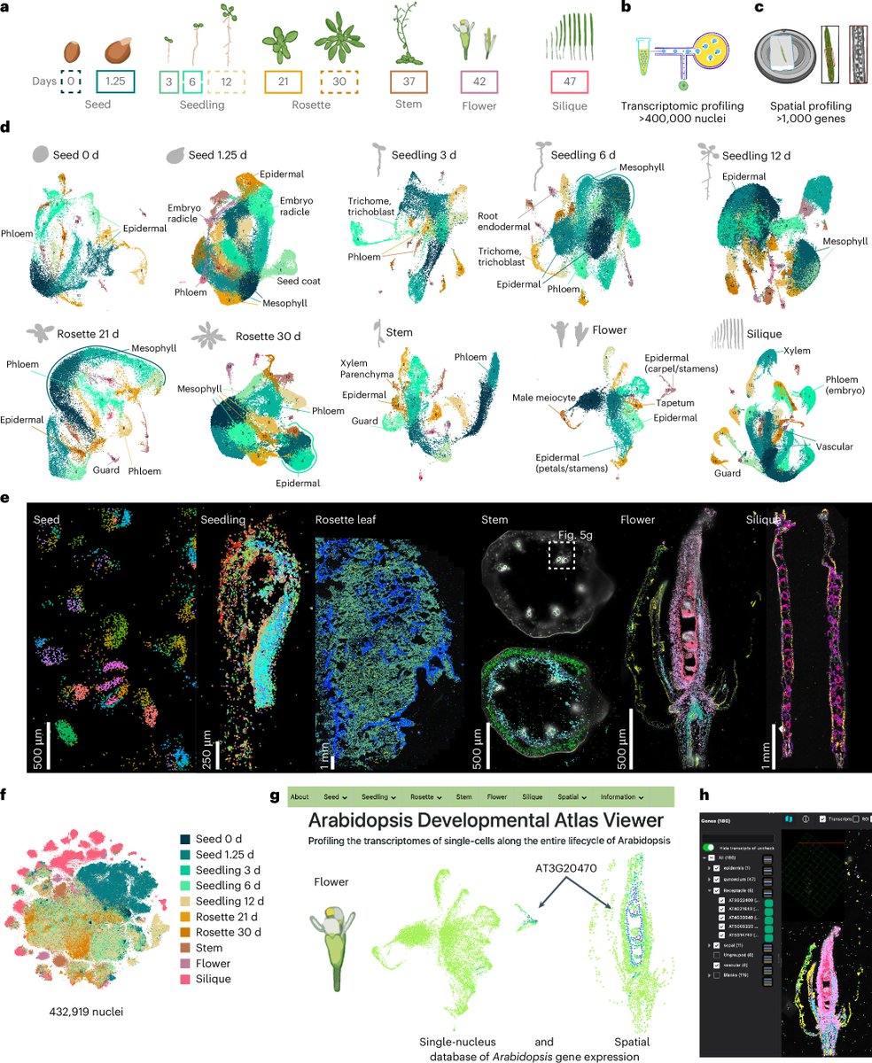 Nature Plants (@natureplants) on Twitter photo New OA Resource: "A single-cell, spatial transcriptomic atlas of the Arabidopsis life cycle" rdcu.be/eBmkU
An extensive single-nucleus and spatial transcriptomic atlas of the Arabidopsis life cycle that represents 10 developmental time points in 6 diverse organs. New OA Resource: "A single-cell, spatial transcriptomic atlas of the Arabidopsis life cycle" rdcu.be/eBmkU
An extensive single-nucleus and spatial transcriptomic atlas of the Arabidopsis life cycle that represents 10 developmental time points in 6 diverse organs.