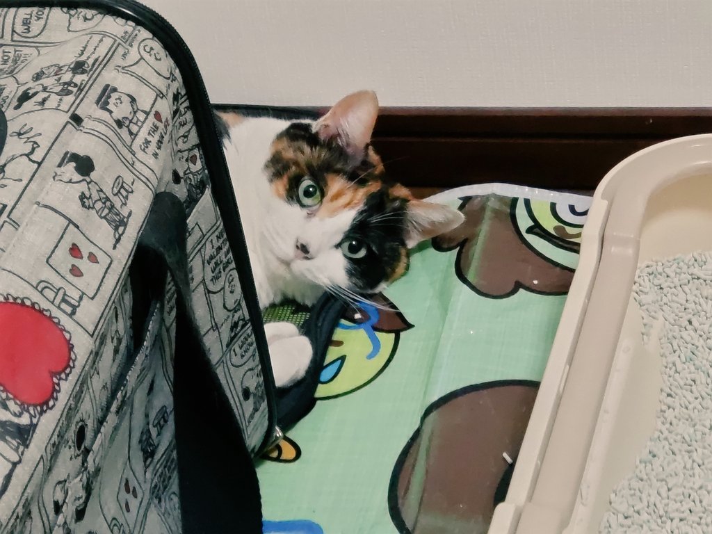 4t_i's tweet image. 捜したら、キャリーバッグの蓋で寝ていました。😆
冷たくて気持ちいいのかな。😄
