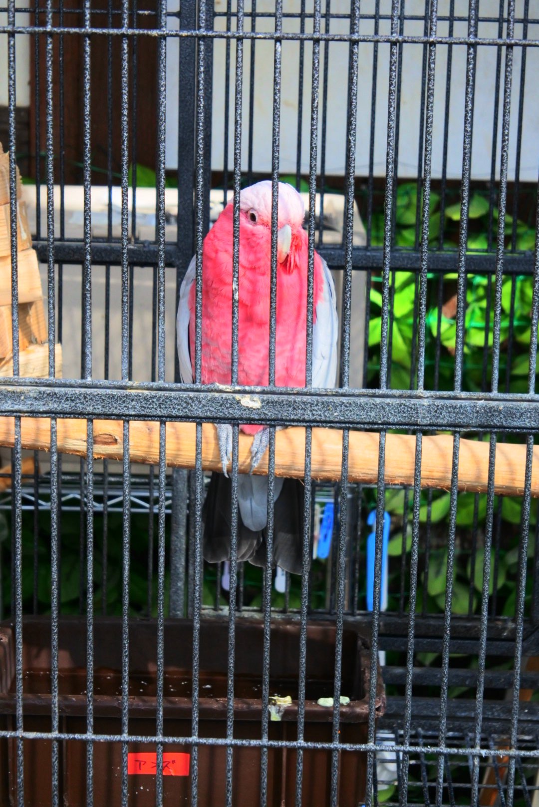 みりんちゃん - Search / X