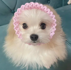 Viral trend happening on Japanese X where people dress up their dogs as fairies

2.1 million views 

This cutie is named Meloko

$Meloko - the peach fairy