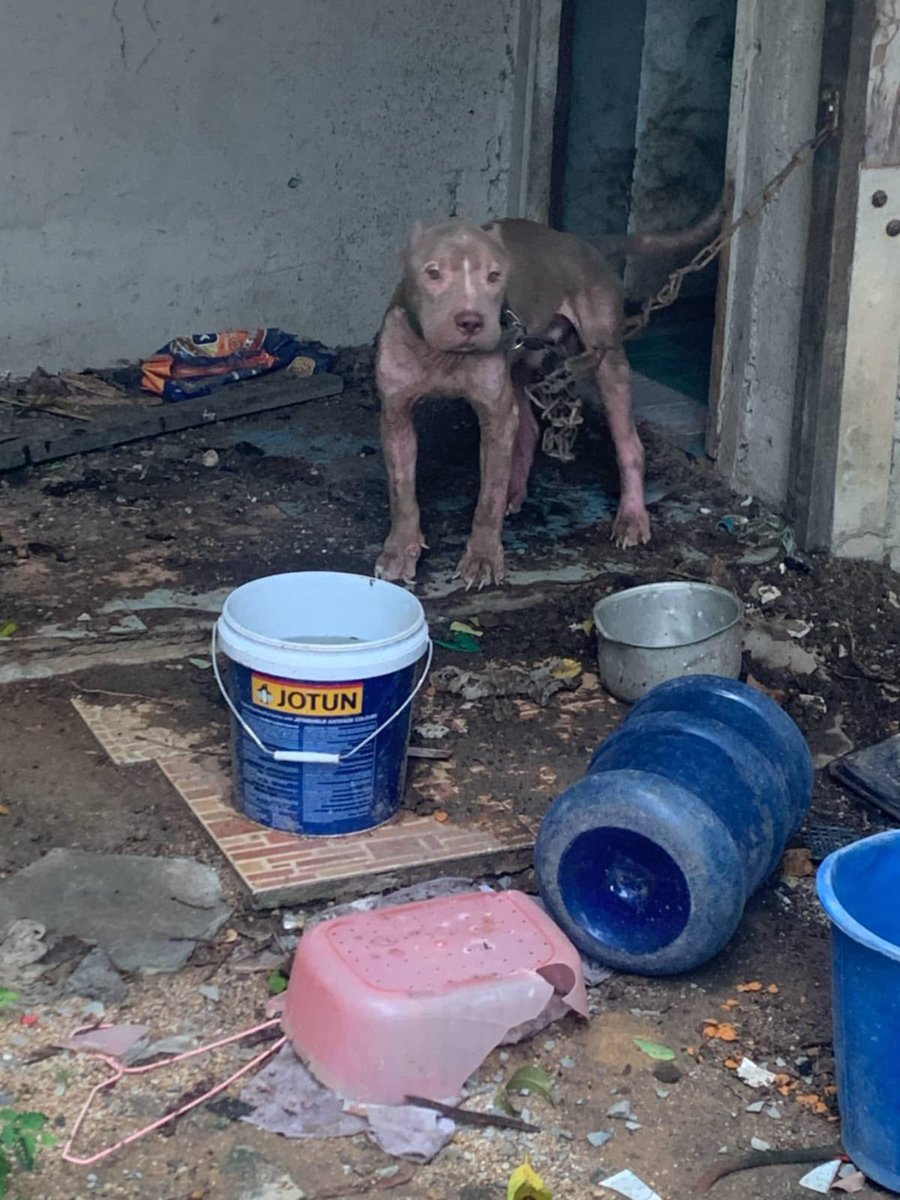 10 weeks ago Maximus as living on a 3 foot chain. 

He was alone, in agony and broken as a dog. 

Today he got to go HOME! (1/8) 🧵