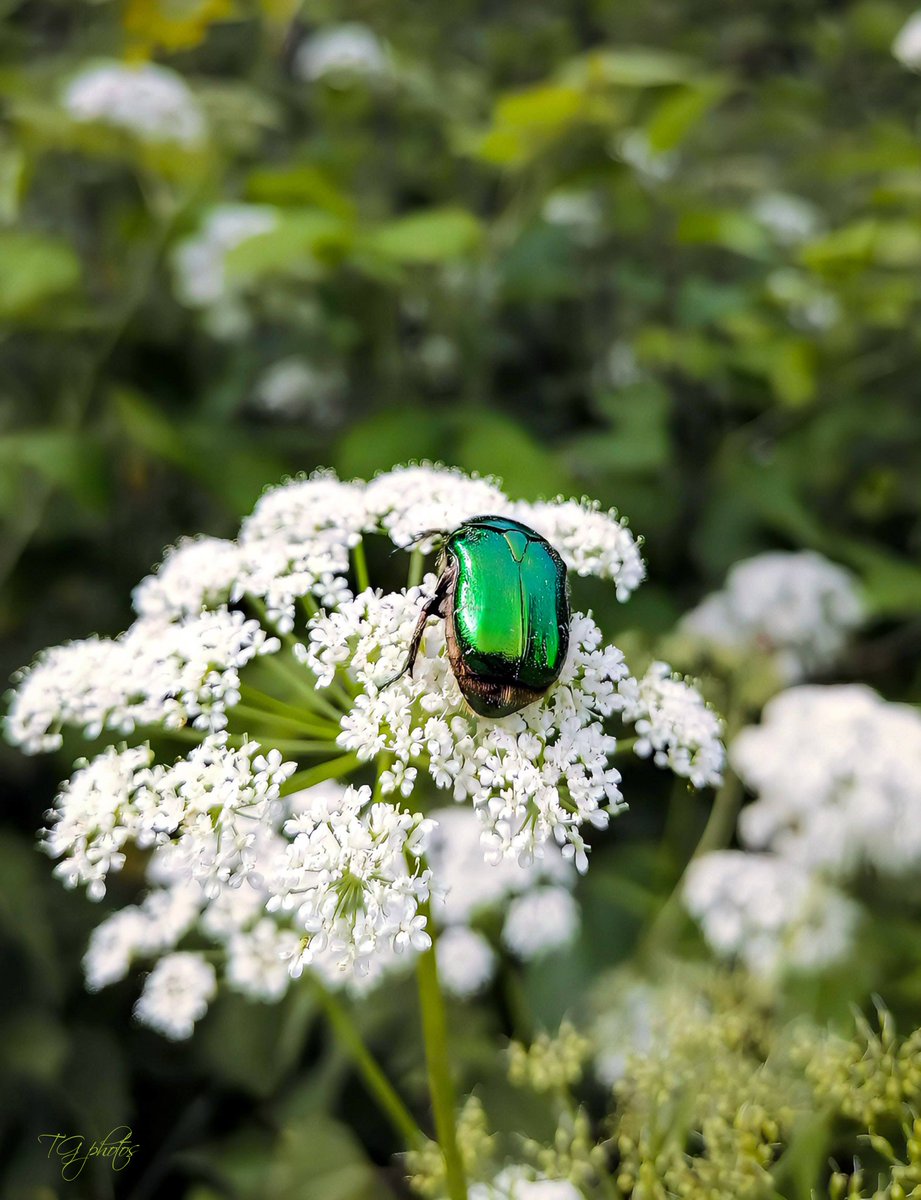 The golden beetle, also known as the "rose beetle", is a metallic green beetle, with golden reflections that can reach up to 2.5 cm. He flies with great ease.
Photo taken in the department of the territory of Belfort (90)Danjoutin, France 2025 📸