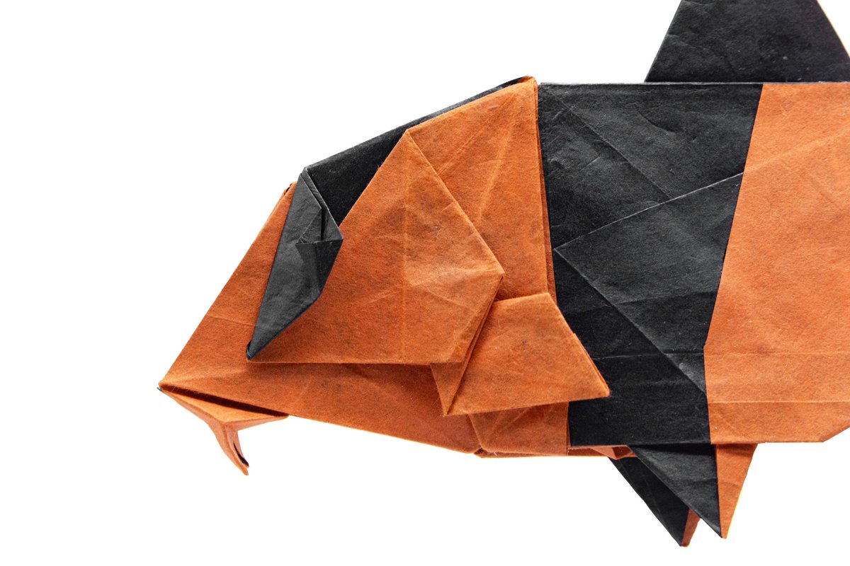 最終バージョン
Clown loach