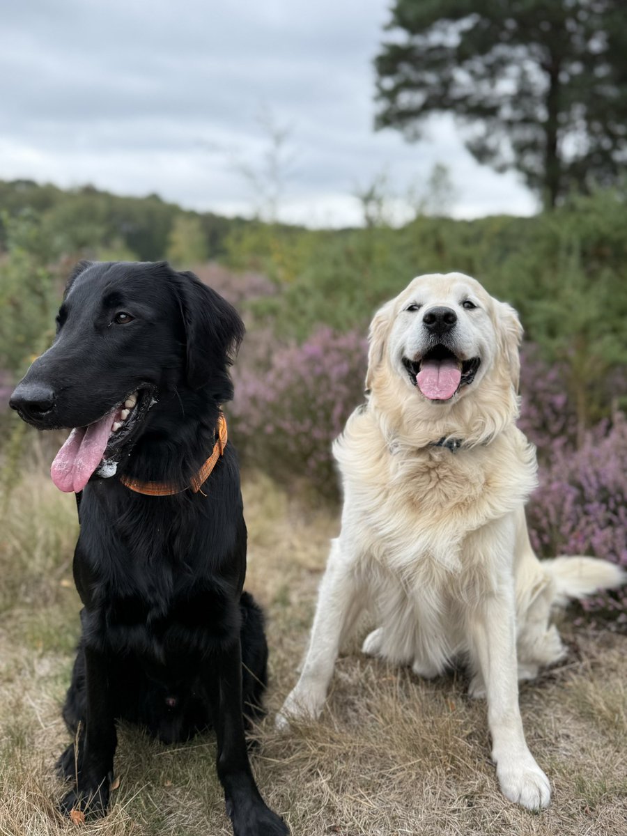 Hells Bells tweet media