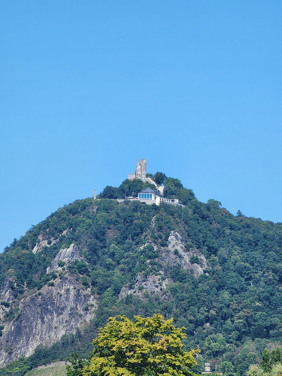 Cary Golomb tweet media