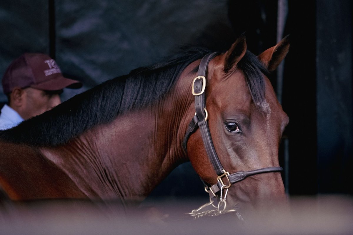 The Channel Consignment & ACF Equine tweet media