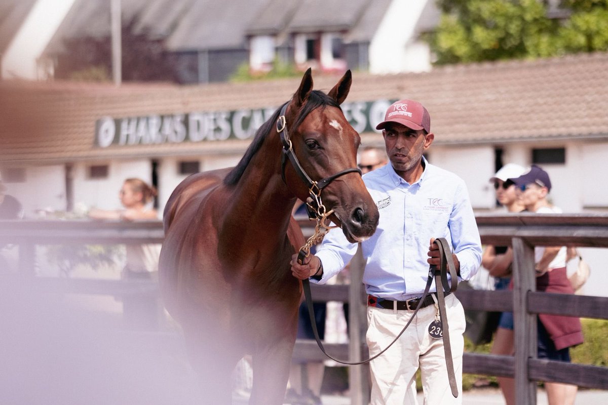 The Channel Consignment & ACF Equine tweet media