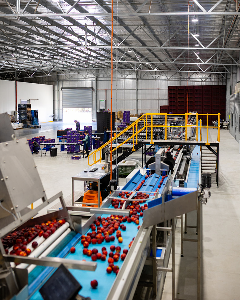 Did you know... our gp601 weight grading platform is gpVision™ ready. So when you’re ready to take the next step towards a labour-free packhouse, have a chat with us.
--
#nectarinegrading #stonefruitgrading #fruitgrading #superiorsortingtechnology #gpVision #VisionSorting
