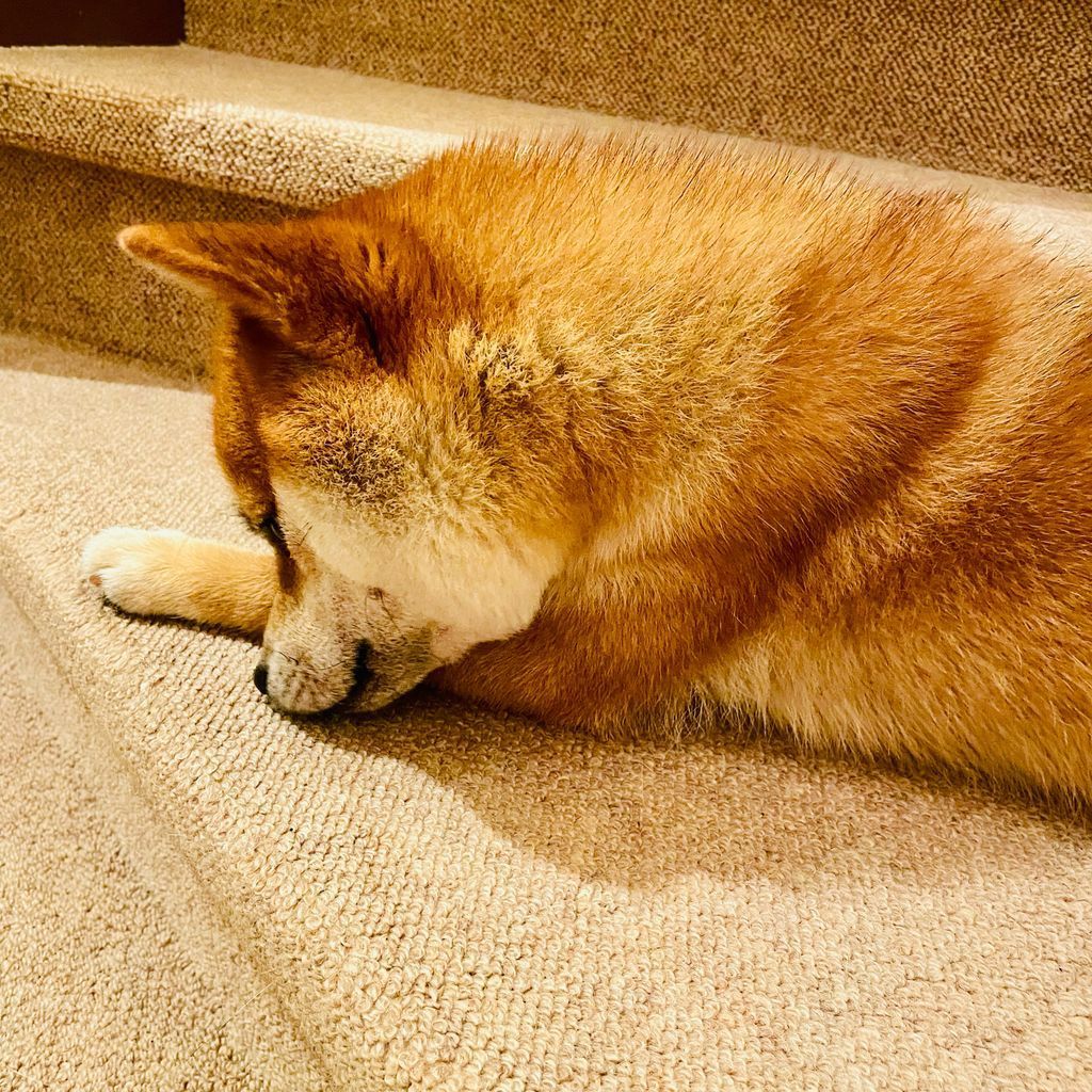 yuimaru's tweet image. X Pro (旧TweetDeck) ではちゃんと見えるのにXアプリの通知タブに表示されないメンションがあるのだけど…これ仕様かな
課金してX Pro 使えるようになって気がつきました
メンションに気がつかなくて失礼してました🙇
※画像は階段の途中に陣取る犬(本文とは関係ありません)
#Xbug #TweetDeck