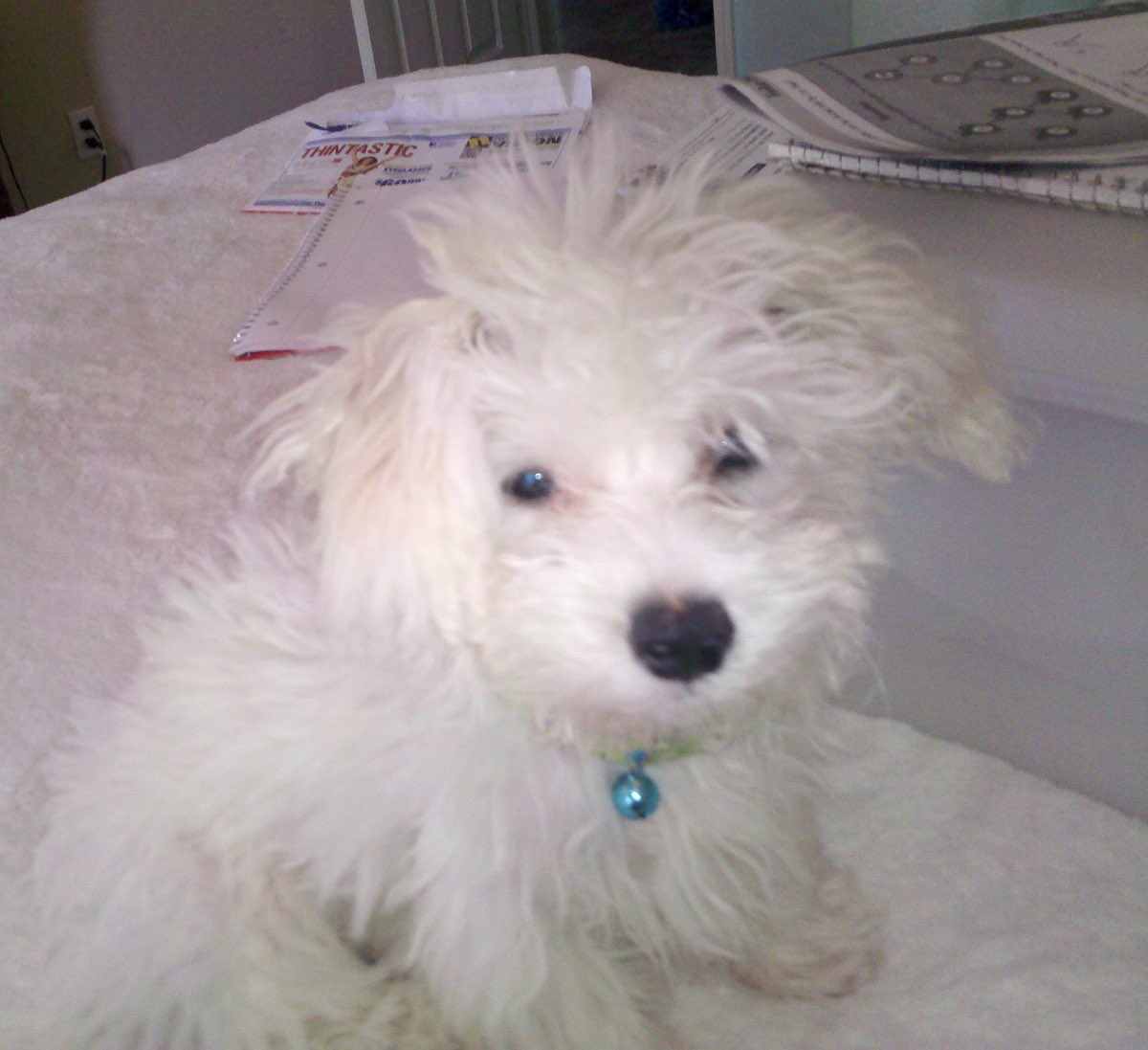 kusa (@kusas2why) on Twitter photo 