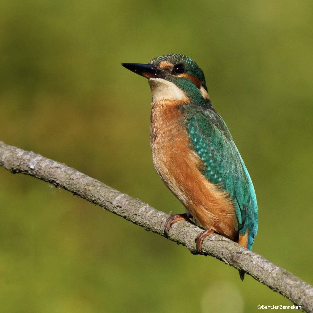 #Ijsvogel ging er even mooi voor zitten #kingfisher #birdsphotography