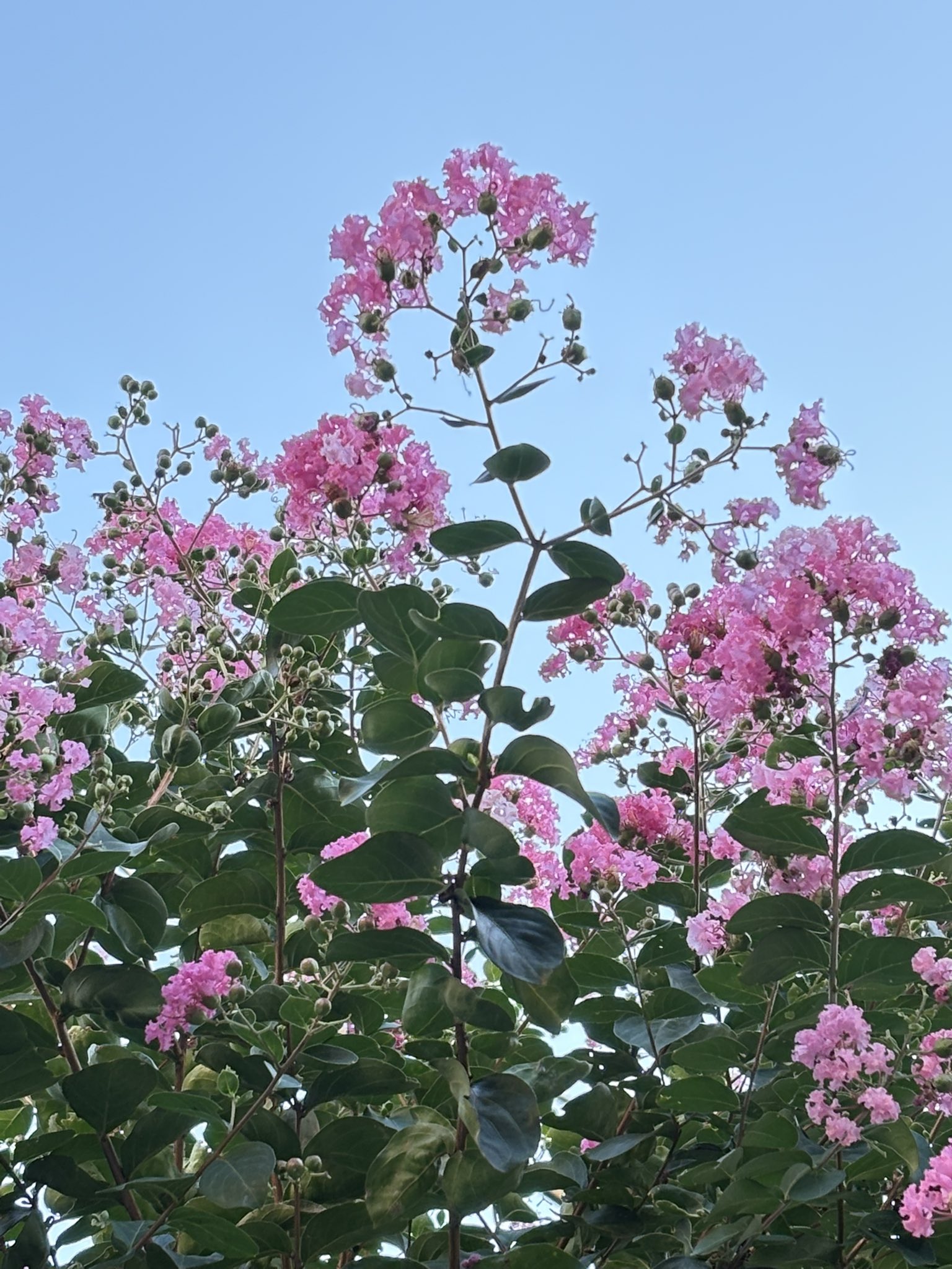 桜(もも)mint's/花(ゆめ)みんつ Amazon.co.jp: 初音ミクシリーズ Luminasta 桜ミク spring おむ