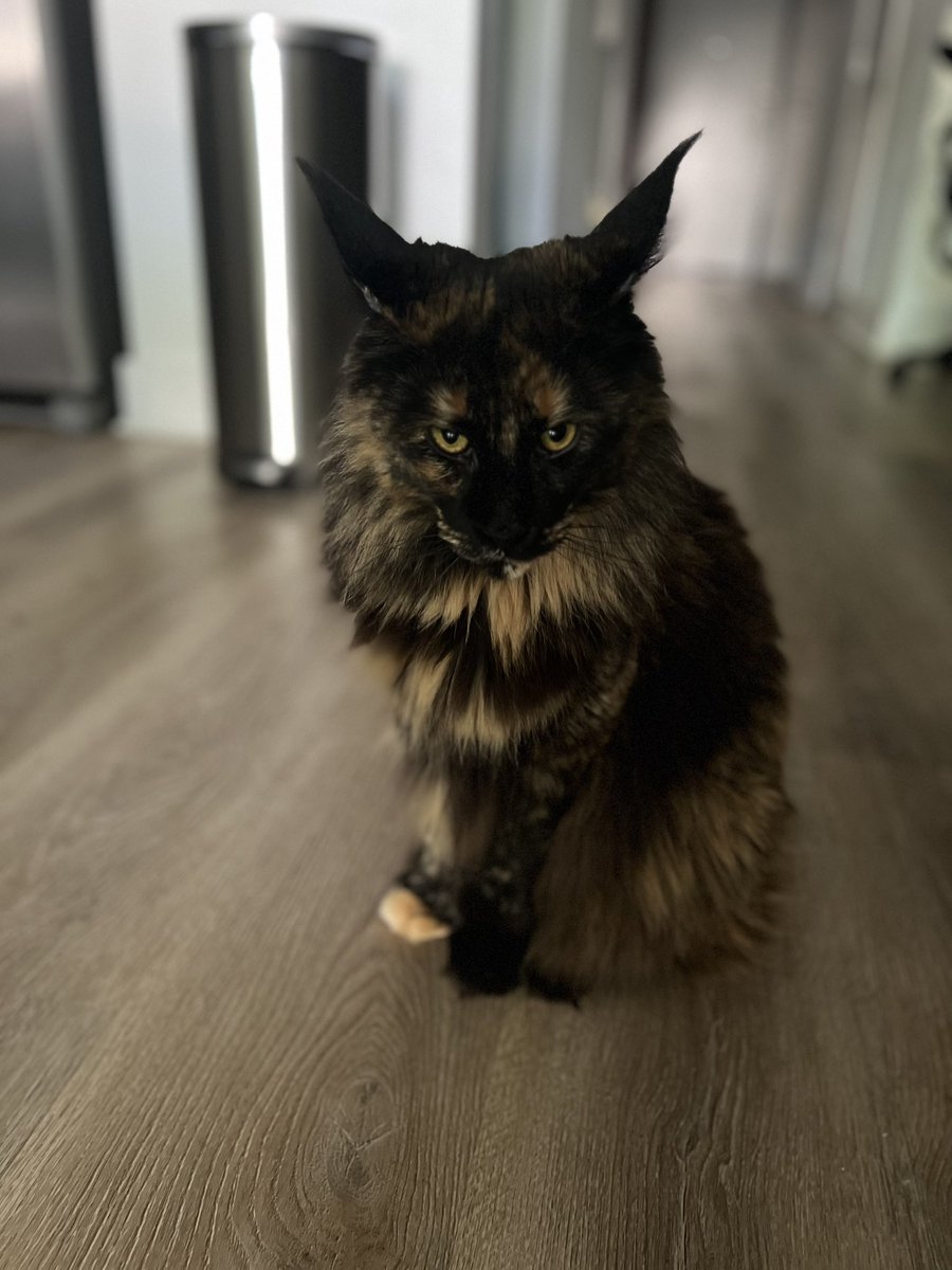 BrandonSpikes55 tweet media