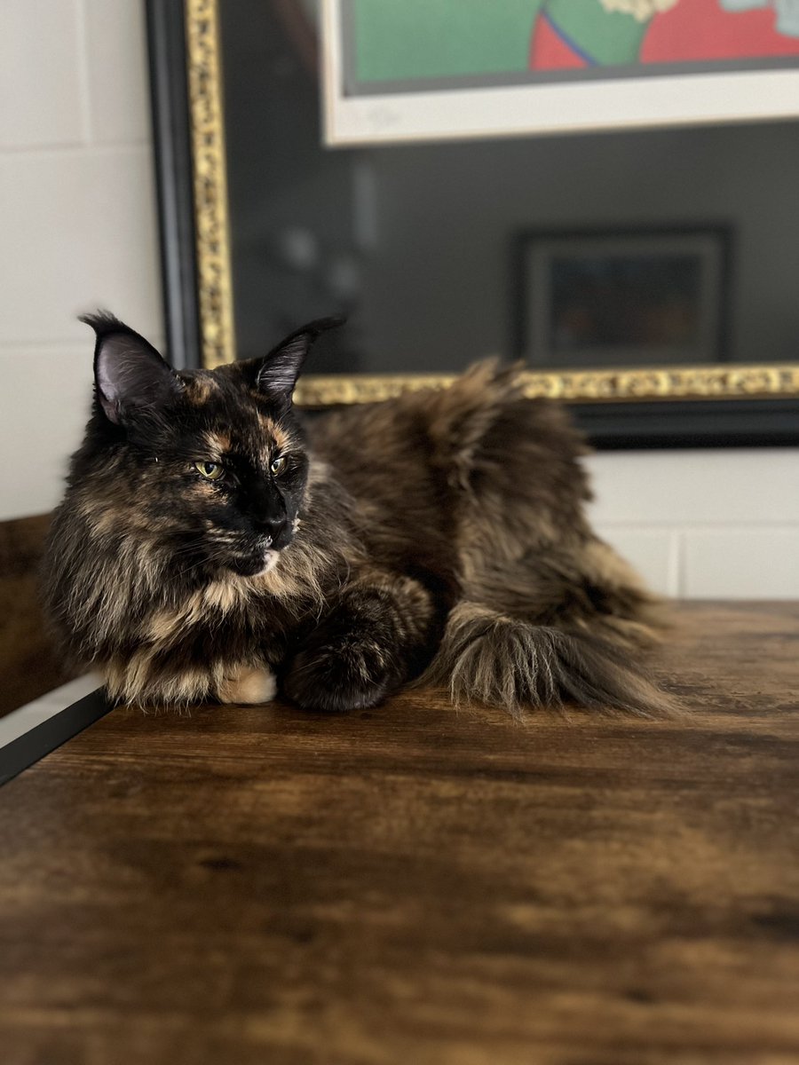 BrandonSpikes55 tweet media