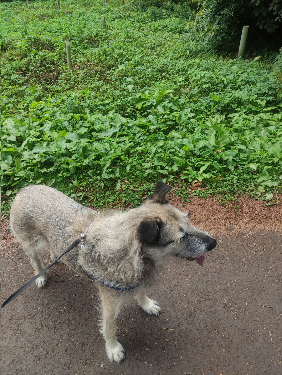 Wander around loch this morning no 🐿️ today treacle pal